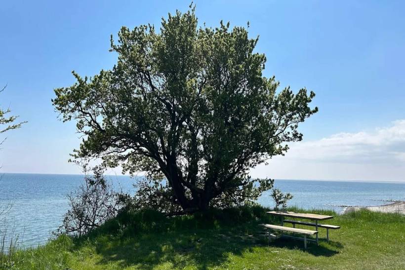 Foto von Ferienhaus KI69 in Marielyst - Falster
