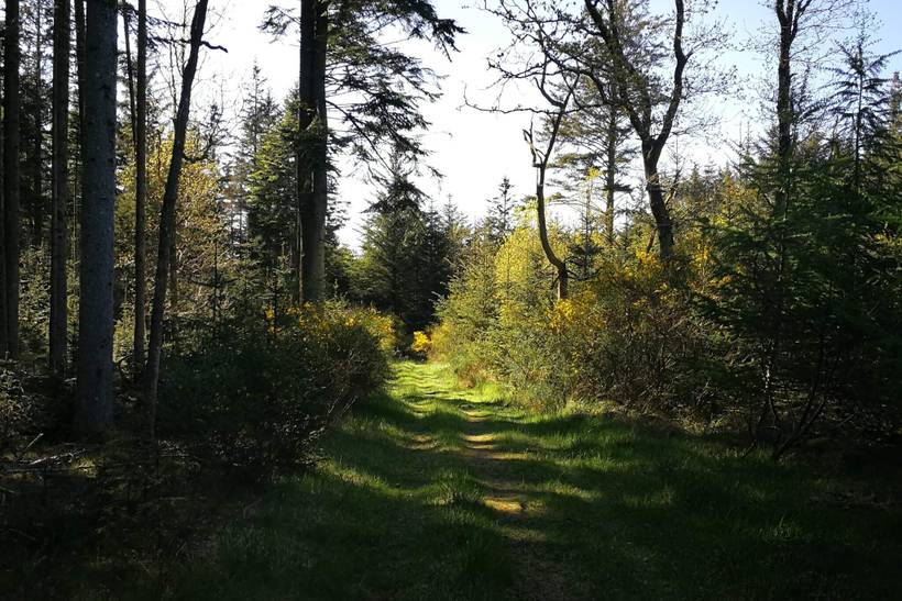 Foto von Ferienhaus KL25 in Klitmøller - Thy/Limfjord