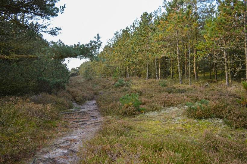 Foto von Ferienhaus KL81 in Kongsmark - Rømø