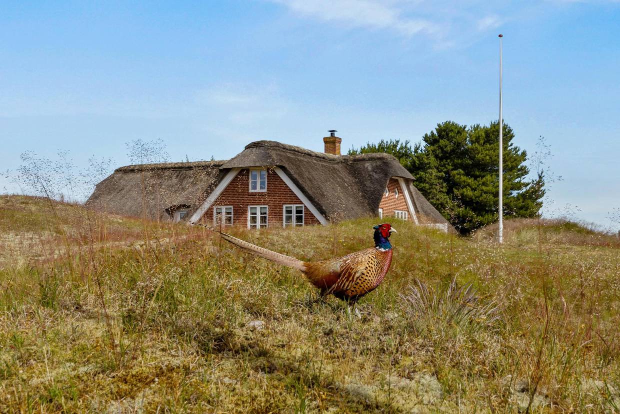 Foto von Ferienhaus KM67 in Fanø Bad - Fanø