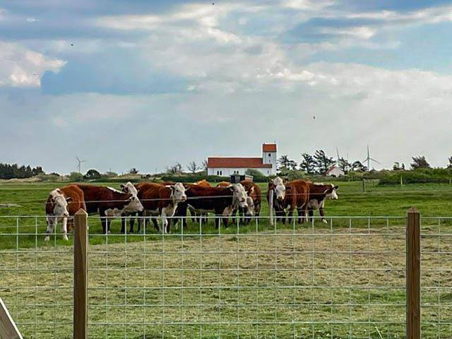 Foto von Ferienhaus KS93 in Nr. Lyngvig - Hvide Sande - Westjütland