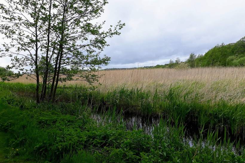 Foto von Ferienhaus KU92 in Fuglslev - Ebeltoft - Ostjütland