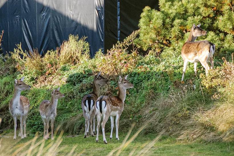 Foto von Ferienhaus LB09 in Ho - Blåvand - Westjütland
