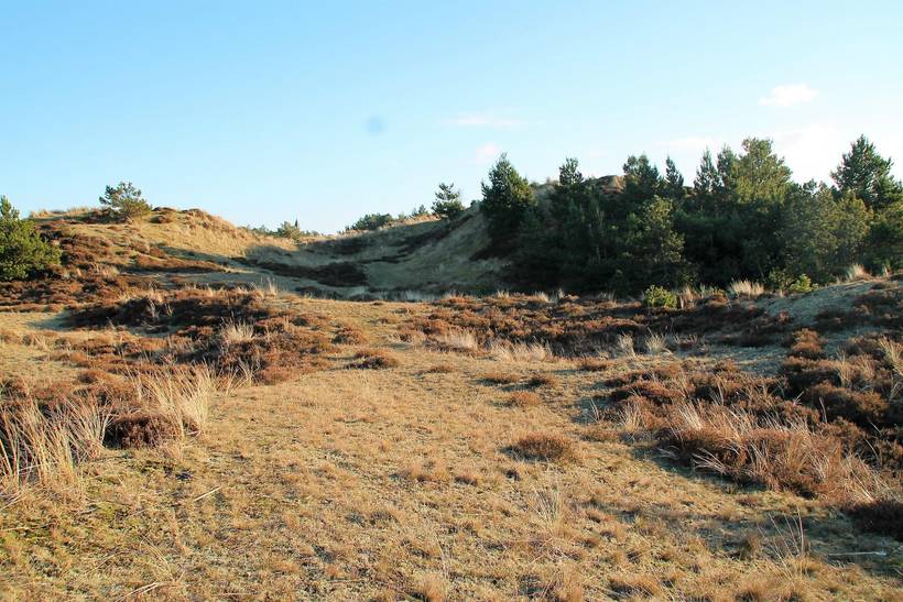 Foto von Ferienhaus LH80 in Blåvand - Westjütland