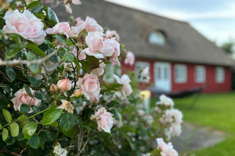 Foto von Ferienhaus LI15 in Ballum - Südjütland