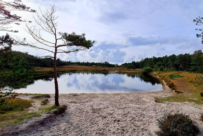 Foto von Ferienhaus MD26 in Kongsmark - Rømø
