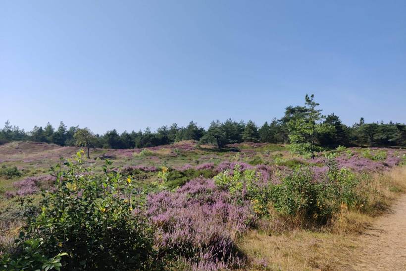 Foto von Ferienhaus MD26 in Kongsmark - Rømø