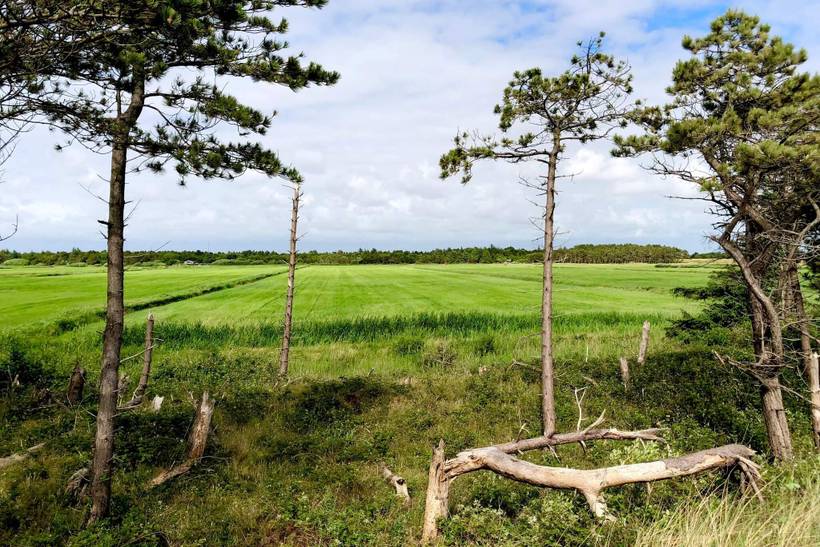 Foto von Ferienhaus MD26 in Kongsmark - Rømø