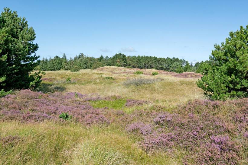 Foto von Ferienhaus MD43 in Sønderstrand - Rømø