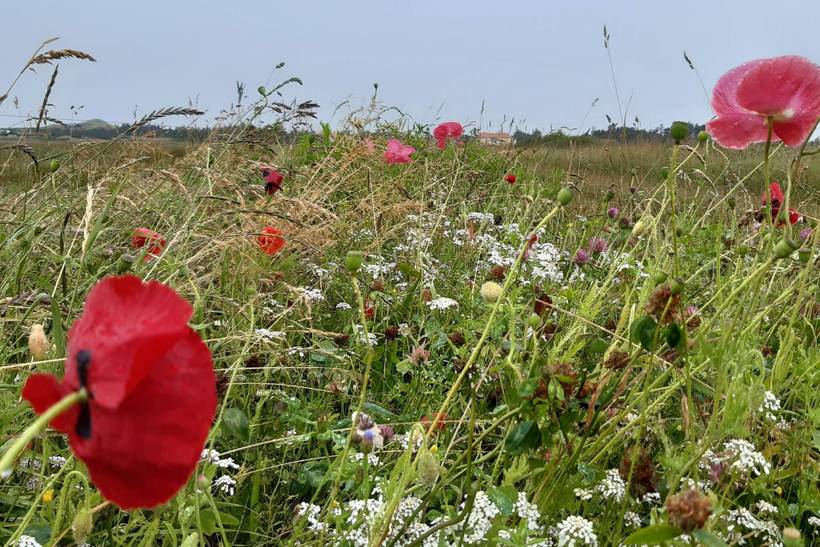 Foto von Ferienhaus MD69 in Kandestederne - Skagen - Nordjütland