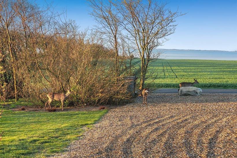 Foto von Ferienhaus ME20 auf Mors - Thy/Limfjord