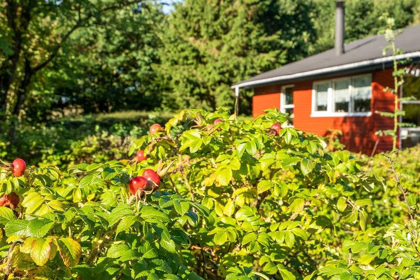 Foto von Ferienhaus MJ91 auf Feggesund - Mors - Thy/Limfjord