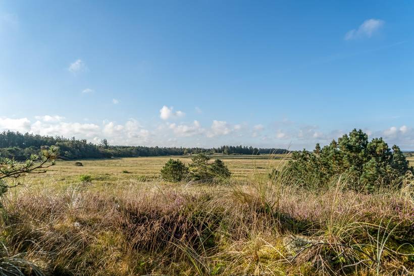 Foto von Ferienhaus MK76 in Rødhus - Blokhus - Nordjütland