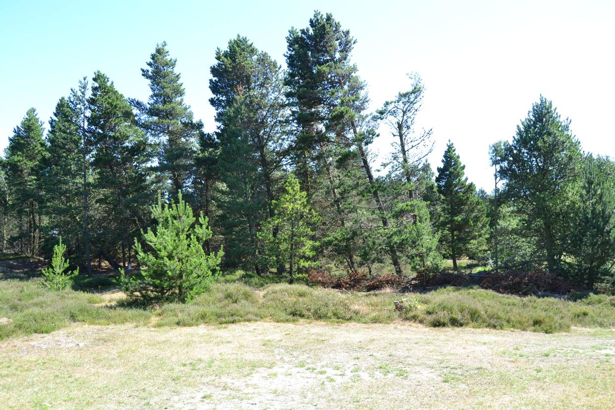 Foto von Ferienhaus MO84 in Kromose - Rømø