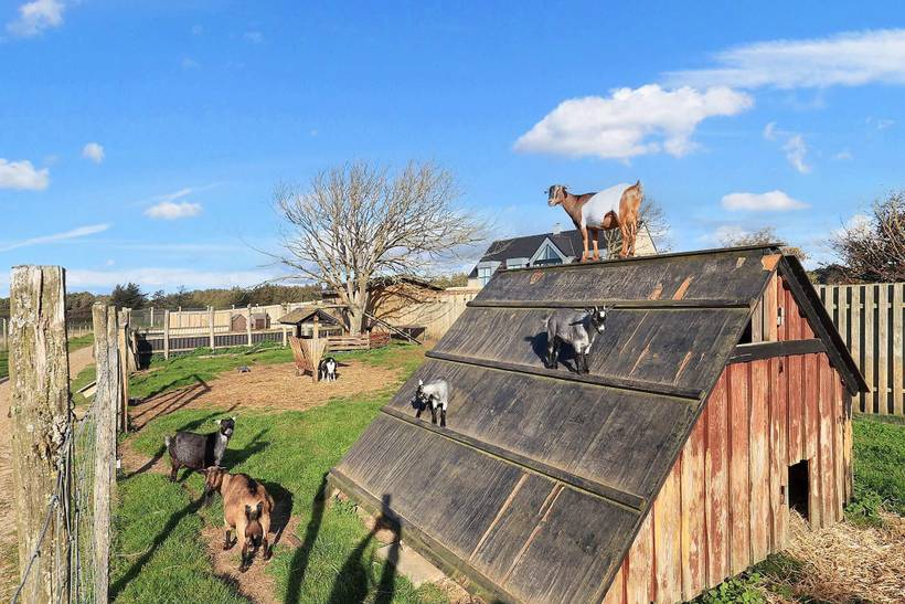 Foto von Ferienhaus MP84 in Løkken - Nordjütland