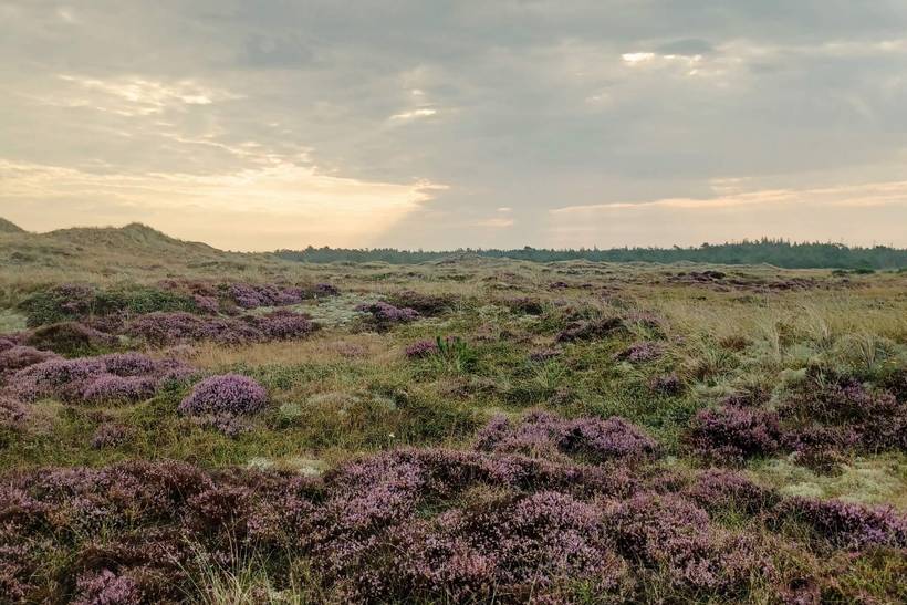 Foto von Ferienhaus MT85 in Lodskovvad - Ålbæk - Nordjütland Ost