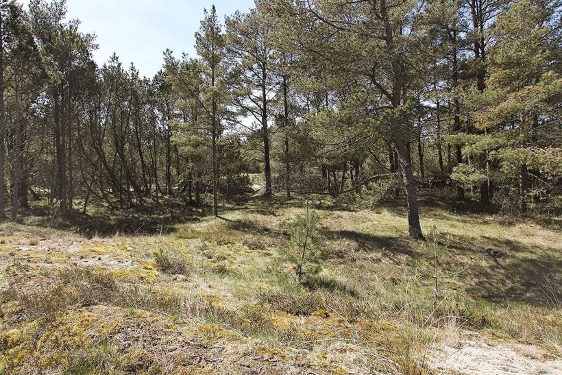 Foto von Ferienhaus MT85 in Lodskovvad - Ålbæk - Nordjütland Ost