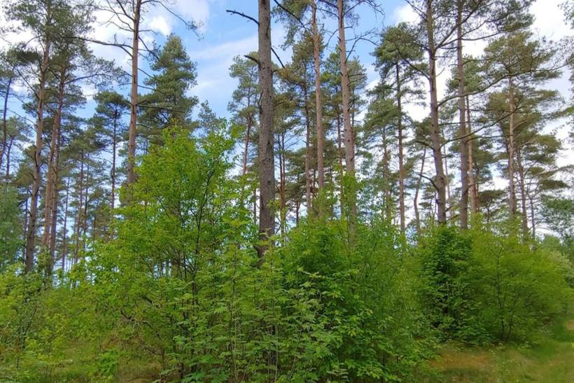 Foto von Ferienhaus MU84 in Jegum - Westjütland