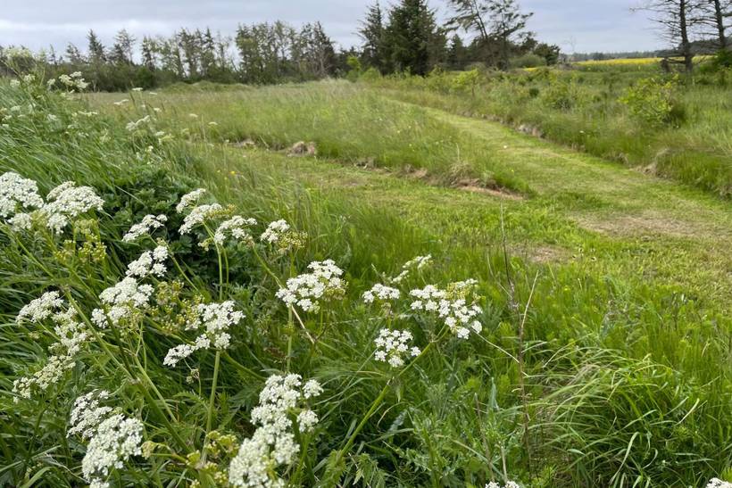 Foto von Ferienhaus ND22 in Rødhus - Blokhus - Nordjütland
