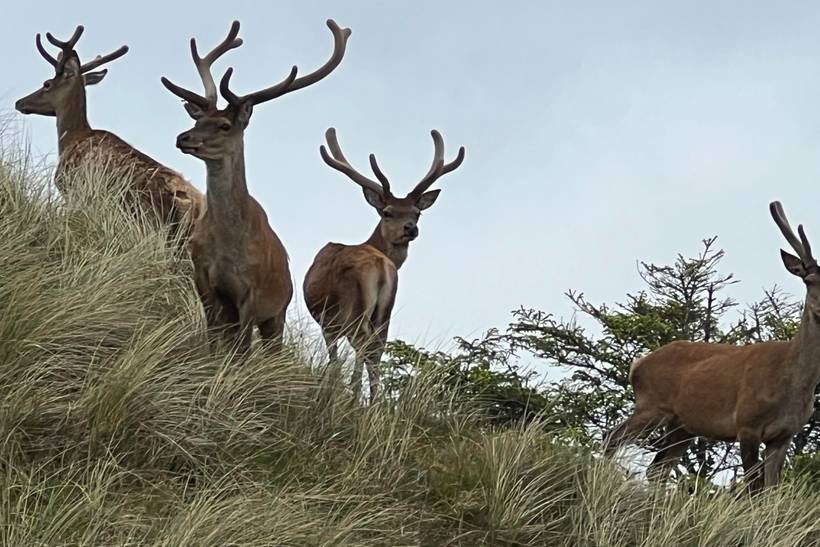 Foto von Ferienhaus NI16 in Grærup - Vejers Strand - Westjütland