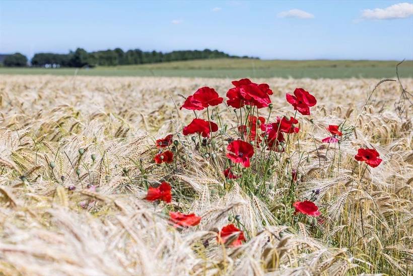 Foto von Ferienhaus NJ43 in Gjerrild - Ostjütland