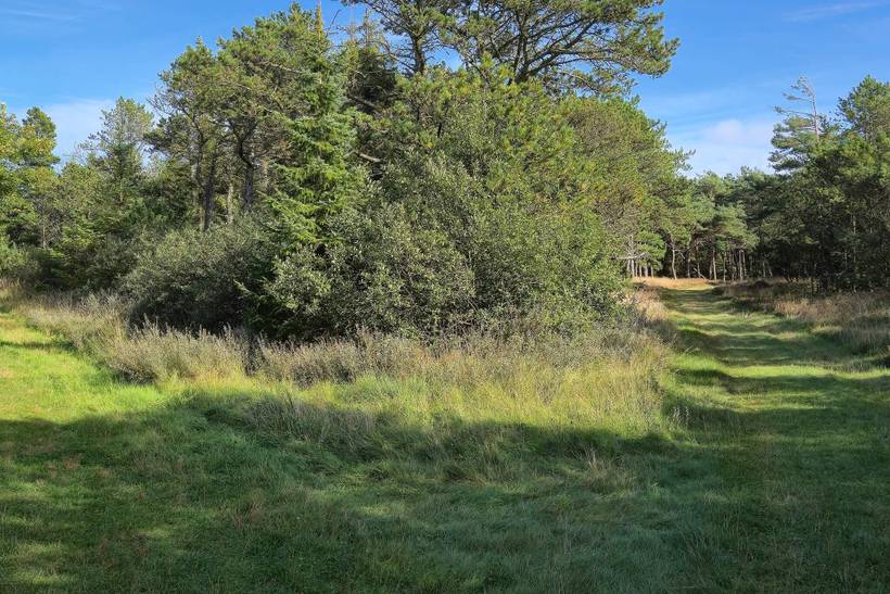 Foto von Ferienhaus NL49 in Havneby - Rømø