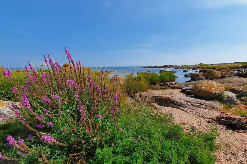 Foto von Ferienhaus NT31 in Svaneke - Bornholm
