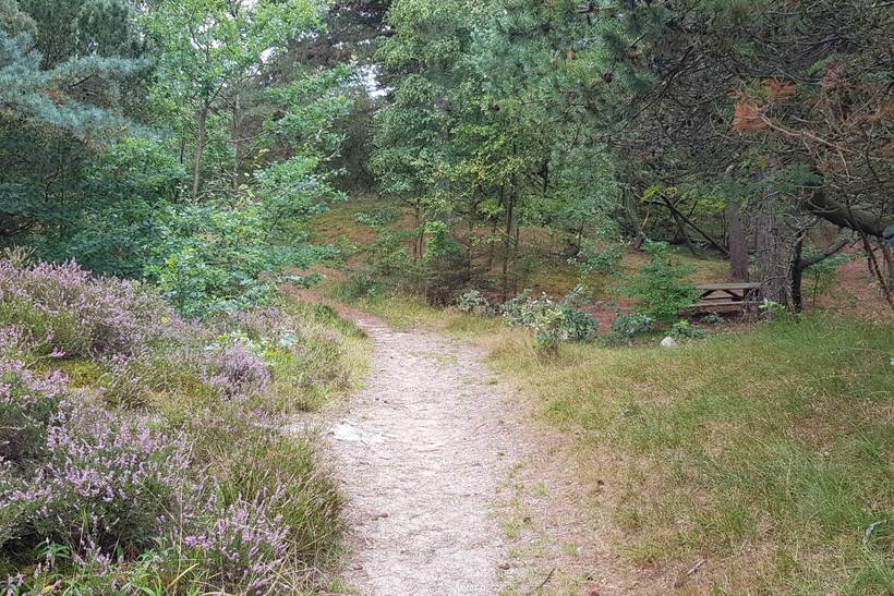 Foto von Ferienhaus NT40 in Kongsmark - Rømø