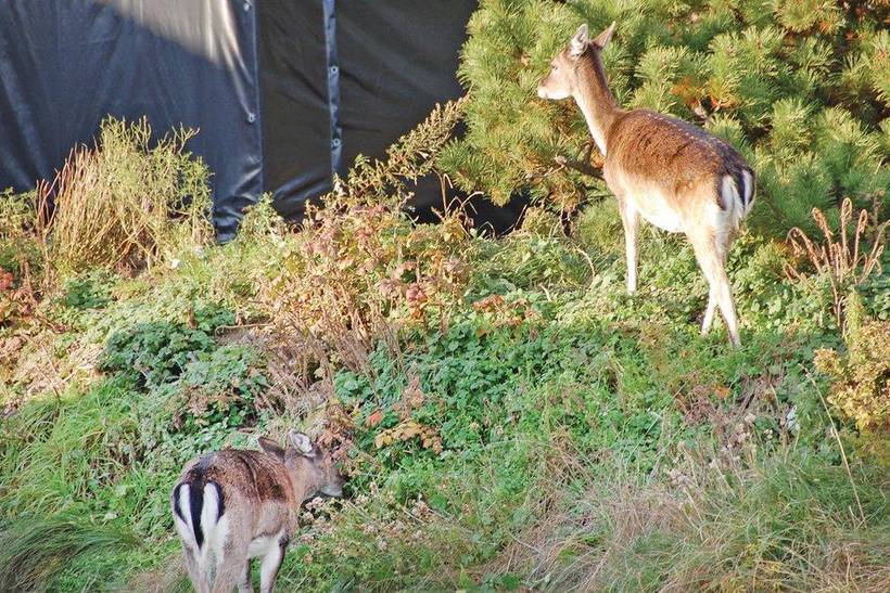 Foto von Ferienhaus NU22 in Blåvand - Westjütland