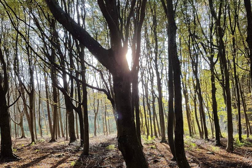 Foto von Ferienhaus NU92 in Hune - Blokhus - Nordjütland