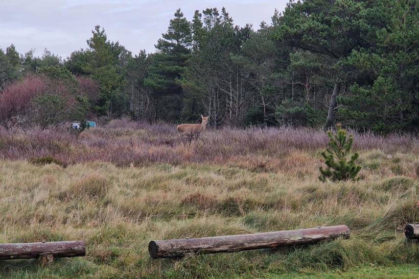 Foto von Ferienhaus NV95 in Blåvand - Westjütland
