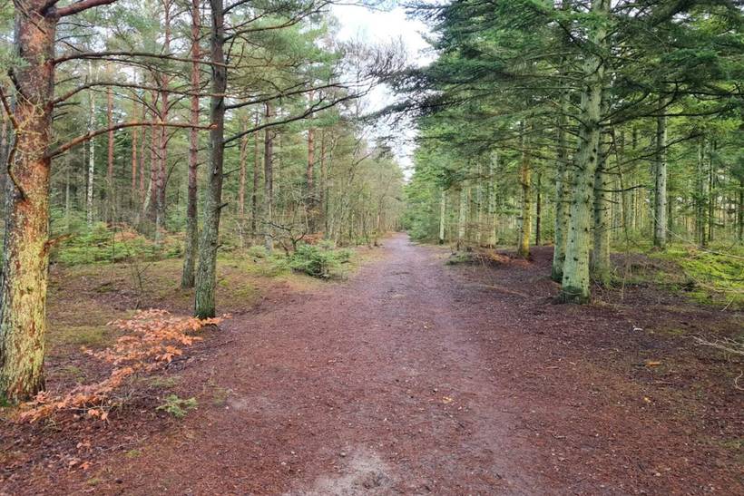 Foto von Ferienhaus OA56 in Ålbæk - Nordjütland Ost