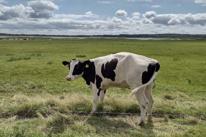 Foto von Ferienhaus OL90 in Trend - Thy/Limfjord
