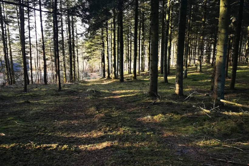 Foto von Ferienhaus OL90 in Trend - Thy/Limfjord
