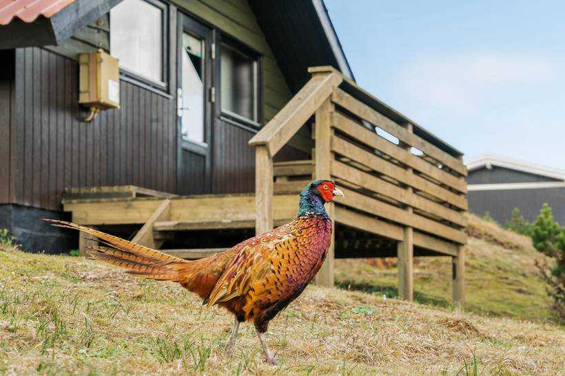 Foto von Ferienhaus OP71 in Rindby - Fanø
