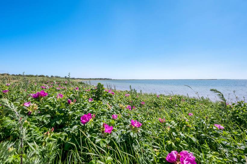 Foto von Ferienhaus OQ55 in Øer - Ebeltoft - Ostjütland