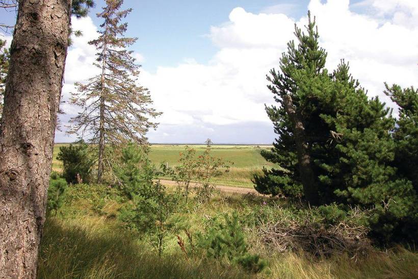 Foto von Ferienhaus OR05 in Toftum - Rømø