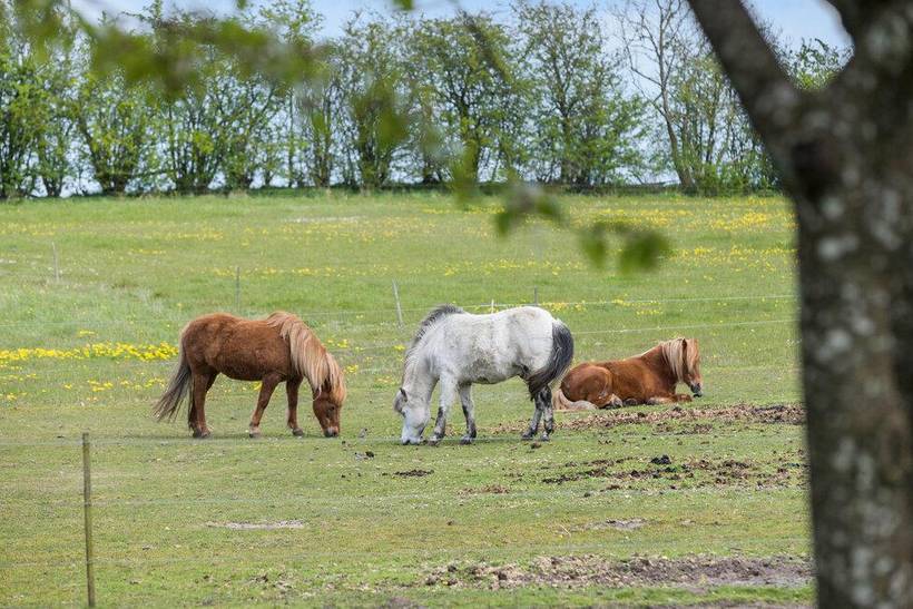 Foto von Ferienhaus OR54 in Ebdrup - Ostjütland