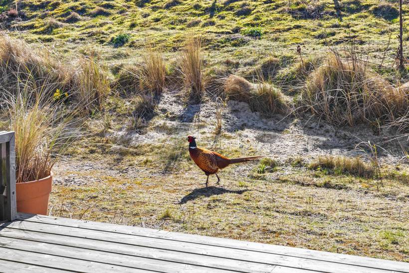 Foto von Ferienhaus OS92 in Fanø Bad - Fanø