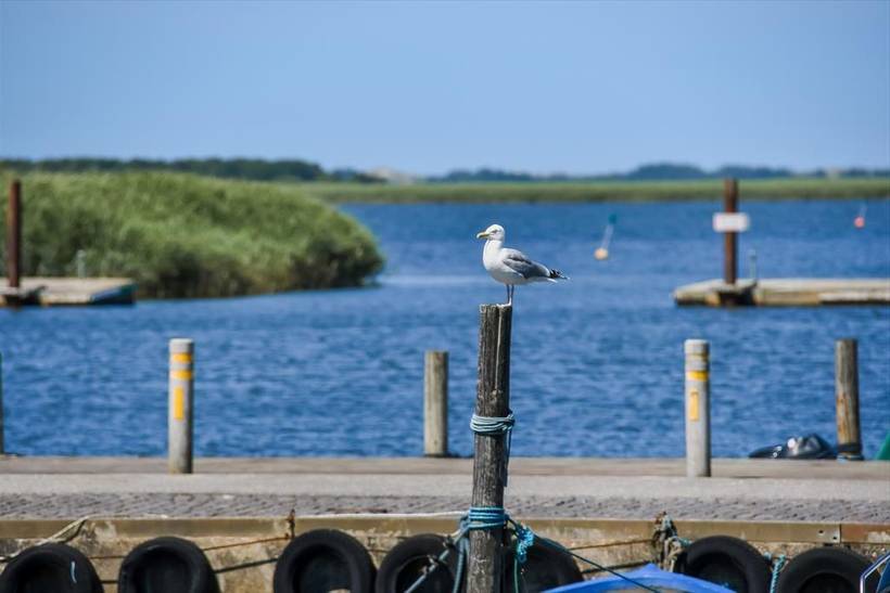 Foto von Ferienhaus OU81 in Bork Havn - Westjütland