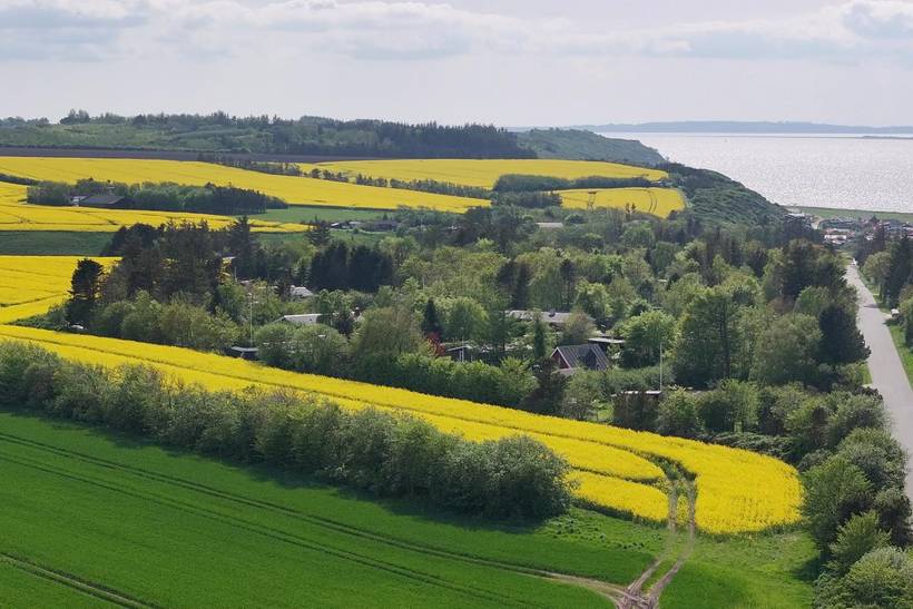Foto von Ferienhaus OX33 in Lendrup - Thy/Limfjord