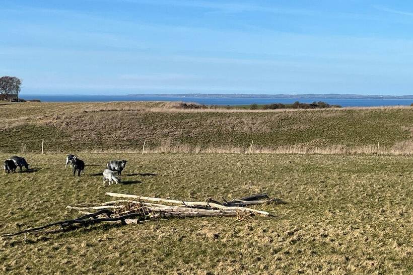 Foto von Ferienhaus PI98 in Nr. Nissum - Thy/Limfjord