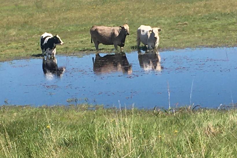 Foto von Ferienhaus PJ28 in Nordby - Samsø