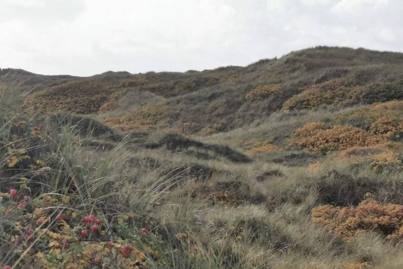 Foto von Ferienhaus PK91 in Henne Strand - Westjütland