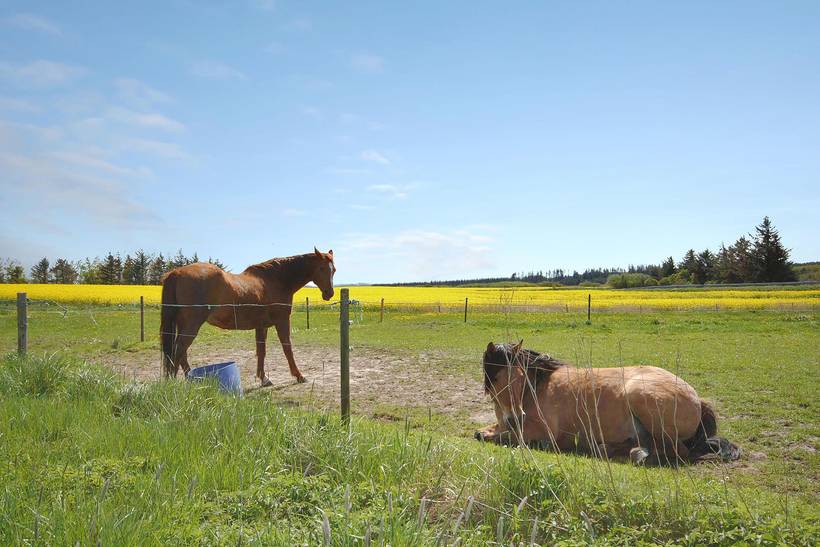 Foto von Ferienhaus PN09 in Vorupør - Thy/Limfjord