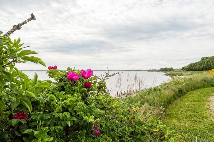 Foto von Ferienhaus PN70 in Eskov Strandpark - Thy/Limfjord