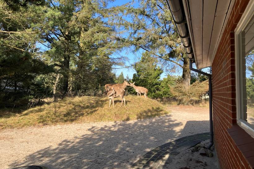 Foto von Ferienhaus PQ36 in Vejers Strand - Westjütland