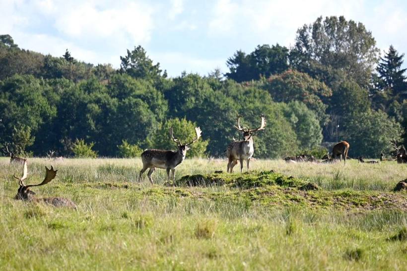 Foto von Ferienhaus PT82 auf Middelfart - Südfünen