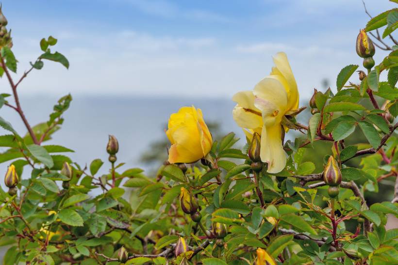 Foto von Ferienhaus QA63 auf Vang - Bornholm