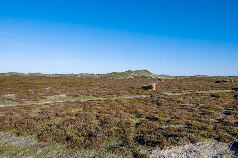 Foto von Ferienhaus QC77 in Bjerregård - Westjütland